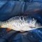 fish4a30